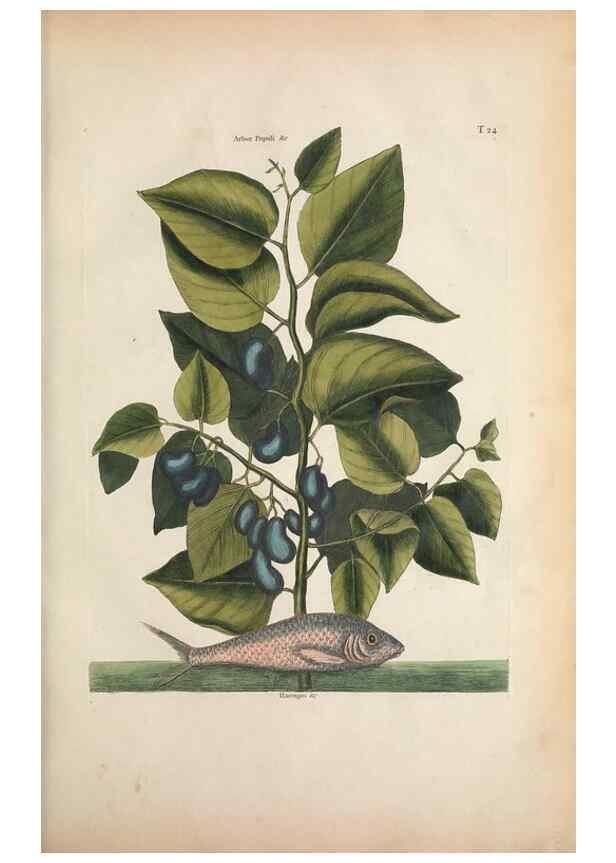 Reproducción/Reproduction 49457413057: The natural history of Carolina, Florida, and the Bahama Islands :. London :Printed for B. White,1771.. 