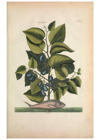 Reproducción/Reproduction 49457413057: The natural history of Carolina, Florida, and the Bahama Islands :. London :Printed for B. White,1771.. 