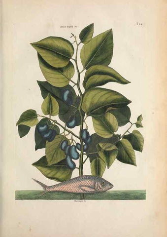 Reproducción/Reproduction 49457413057: The natural history of Carolina, Florida, and the Bahama Islands :. London :Printed for B. White,1771.. 