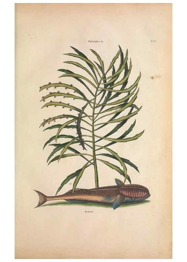 Reproducción/Reproduction 49457413587: The natural history of Carolina, Florida, and the Bahama Islands :. London :Printed for B. White,1771.. 