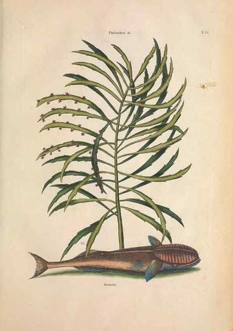 Reproducción/Reproduction 49457413587: The natural history of Carolina, Florida, and the Bahama Islands :. London :Printed for B. White,1771.. 