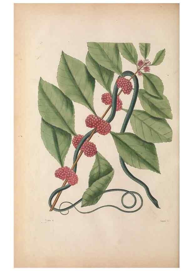 Reproducción/Reproduction 49457186471: The natural history of Carolina, Florida, and the Bahama Islands :. London :Printed for B. White,1771.. 