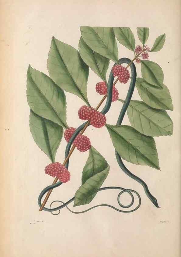 Reproducción/Reproduction 49457186471: The natural history of Carolina, Florida, and the Bahama Islands :. London :Printed for B. White,1771.. 