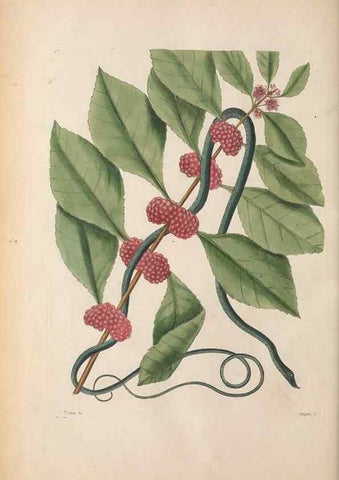 Reproducción/Reproduction 49457186471: The natural history of Carolina, Florida, and the Bahama Islands :. London :Printed for B. White,1771.. 