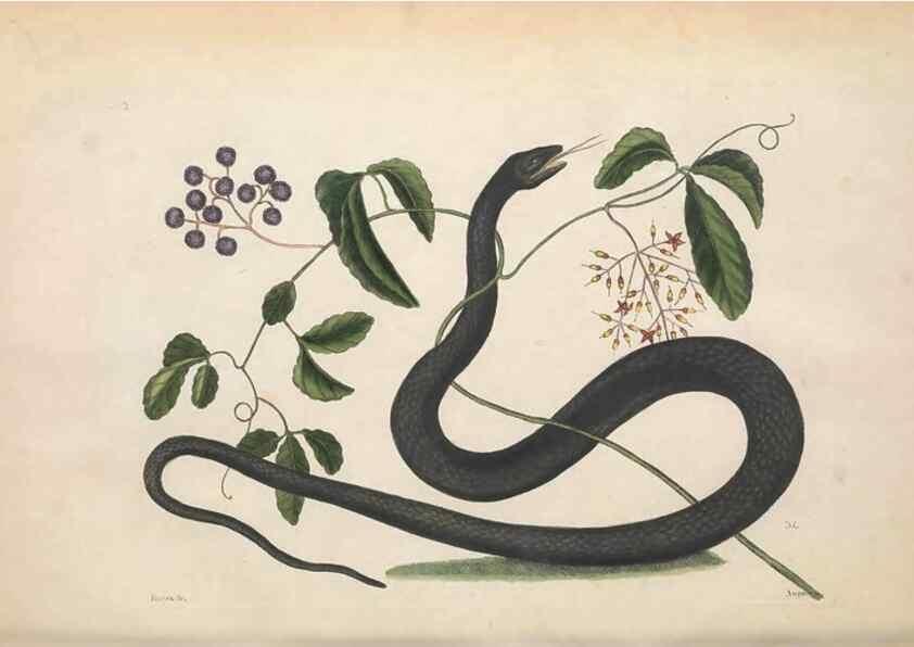 Reproducción/Reproduction 49457420052: The natural history of Carolina, Florida, and the Bahama Islands :. London :Printed for B. White,1771.. 