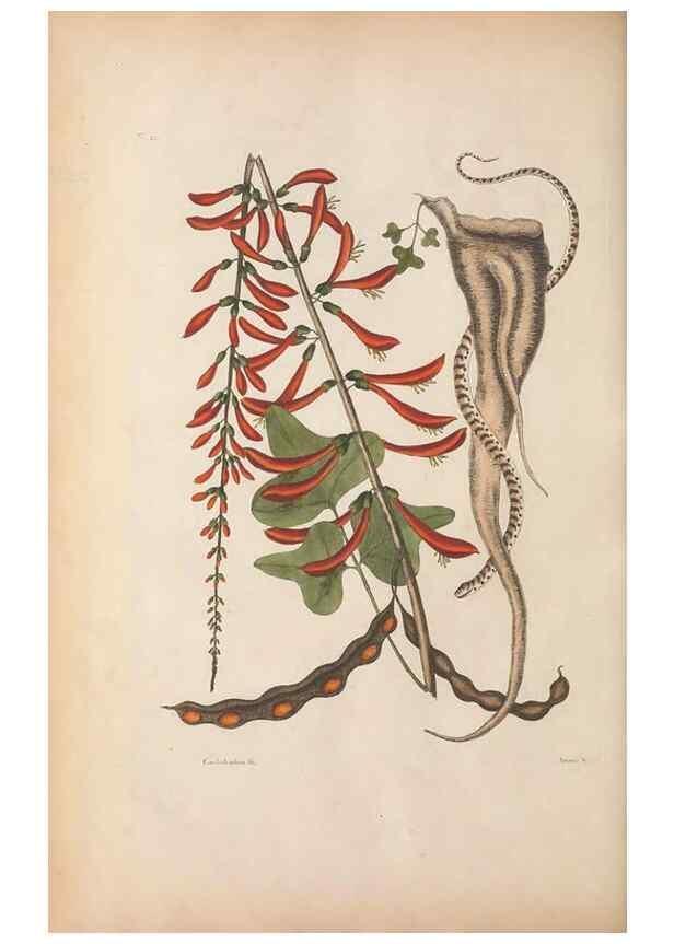 Reproducción/Reproduction 49457420342: The natural history of Carolina, Florida, and the Bahama Islands :. London :Printed for B. White,1771.. 
