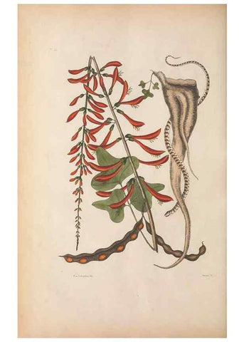 Reproducción/Reproduction 49457420342: The natural history of Carolina, Florida, and the Bahama Islands :. London :Printed for B. White,1771.. 