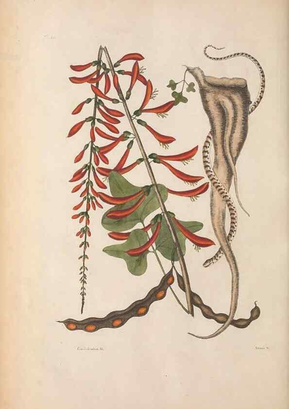 Reproducción/Reproduction 49457420342: The natural history of Carolina, Florida, and the Bahama Islands :. London :Printed for B. White,1771.. 