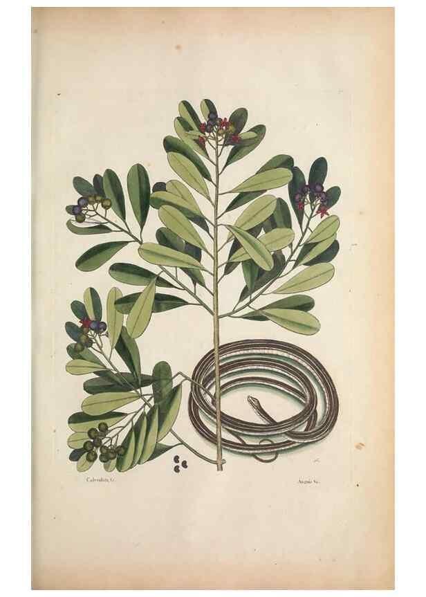 Reproducción/Reproduction 49457187276: The natural history of Carolina, Florida, and the Bahama Islands :. London :Printed for B. White,1771.. 