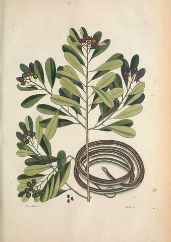 Reproducción/Reproduction 49457187276: The natural history of Carolina, Florida, and the Bahama Islands :. London :Printed for B. White,1771.. 