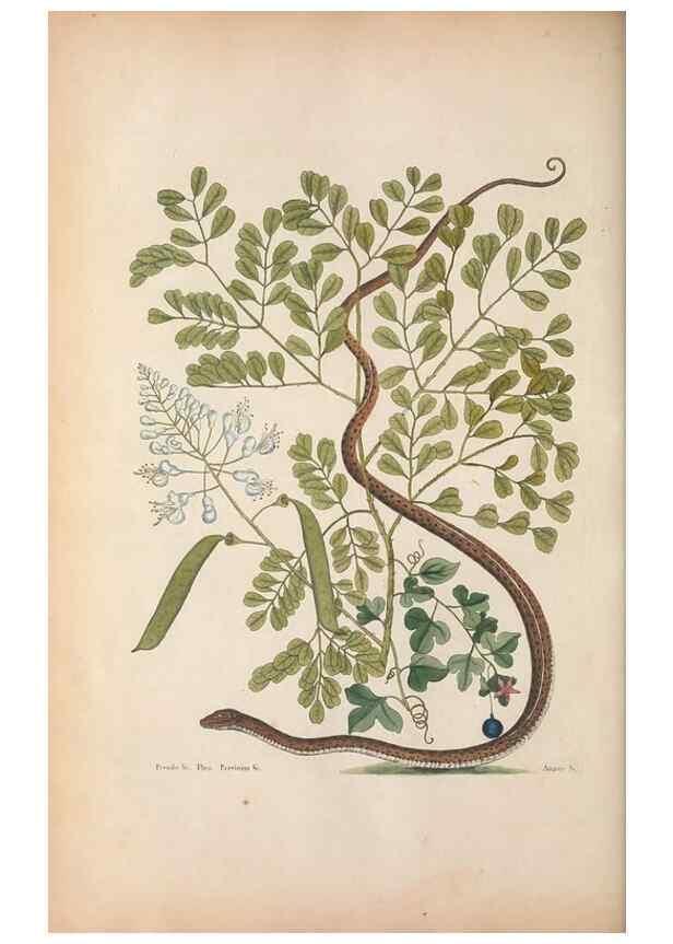 Reproducción/Reproduction 49457420947: The natural history of Carolina, Florida, and the Bahama Islands :. London :Printed for B. White,1771.. 