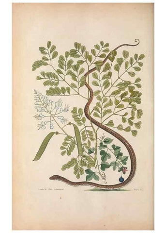 Reproducción/Reproduction 49457420947: The natural history of Carolina, Florida, and the Bahama Islands :. London :Printed for B. White,1771.. 