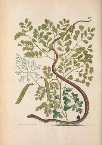 Reproducción/Reproduction 49457420947: The natural history of Carolina, Florida, and the Bahama Islands :. London :Printed for B. White,1771.. 