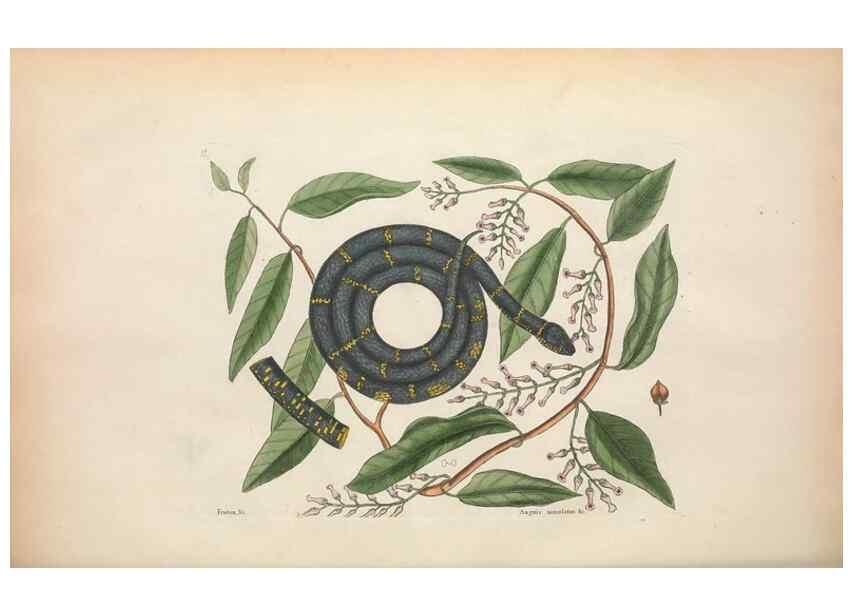 Reproducción/Reproduction 49457421307: The natural history of Carolina, Florida, and the Bahama Islands :. London :Printed for B. White,1771.. 