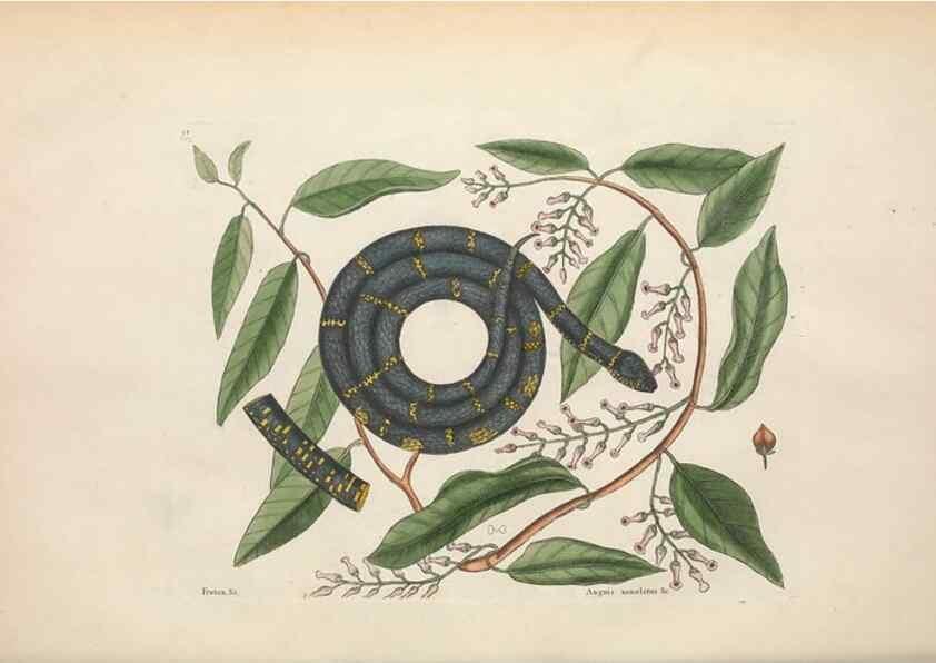 Reproducción/Reproduction 49457421307: The natural history of Carolina, Florida, and the Bahama Islands :. London :Printed for B. White,1771.. 