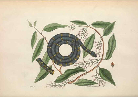 Reproducción/Reproduction 49457421307: The natural history of Carolina, Florida, and the Bahama Islands :. London :Printed for B. White,1771.. 