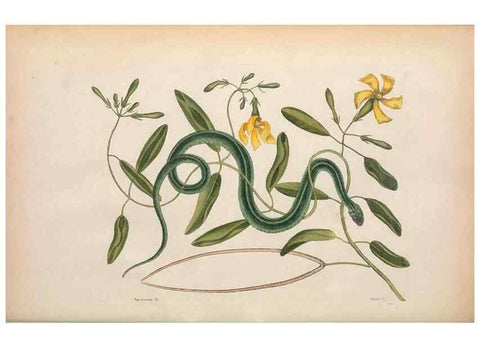 Reproducción/Reproduction 49456715808: The natural history of Carolina, Florida, and the Bahama Islands :. London :Printed for B. White,1771.. 