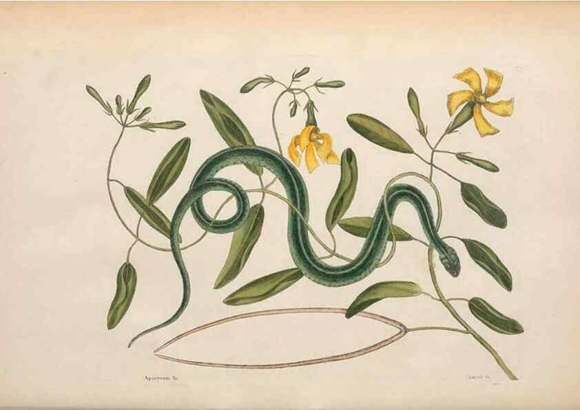 Reproducción/Reproduction 49456715808: The natural history of Carolina, Florida, and the Bahama Islands :. London :Printed for B. White,1771.. 