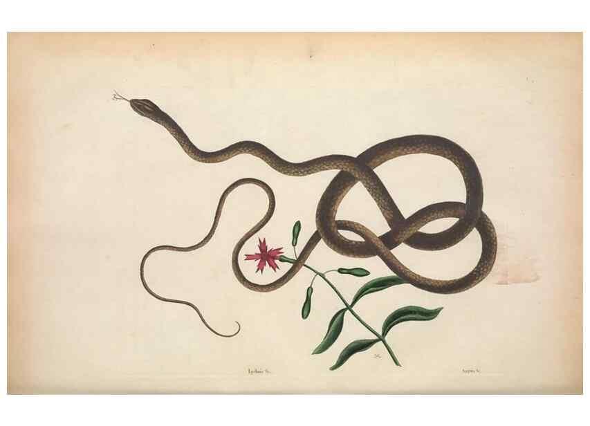 Reproducción/Reproduction 49457188206: The natural history of Carolina, Florida, and the Bahama Islands :. London :Printed for B. White,1771.. 