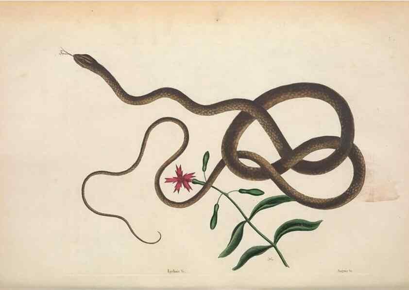 Reproducción/Reproduction 49457188206: The natural history of Carolina, Florida, and the Bahama Islands :. London :Printed for B. White,1771.. 