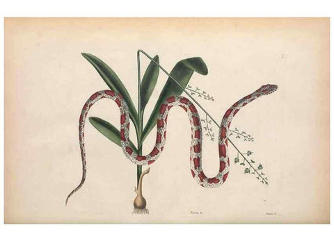 Reproducción/Reproduction 49456716193: The natural history of Carolina, Florida, and the Bahama Islands :. London :Printed for B. White,1771.. 