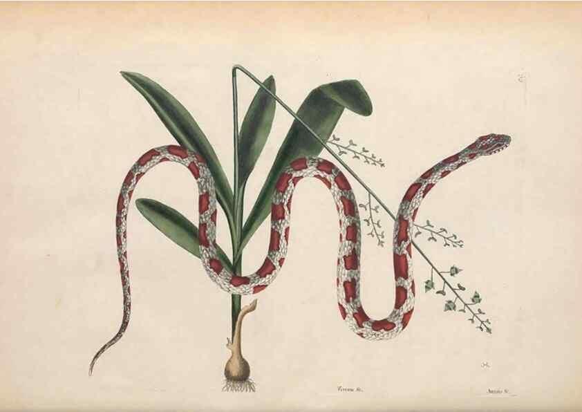 Reproducción/Reproduction 49456716193: The natural history of Carolina, Florida, and the Bahama Islands :. London :Printed for B. White,1771.. 