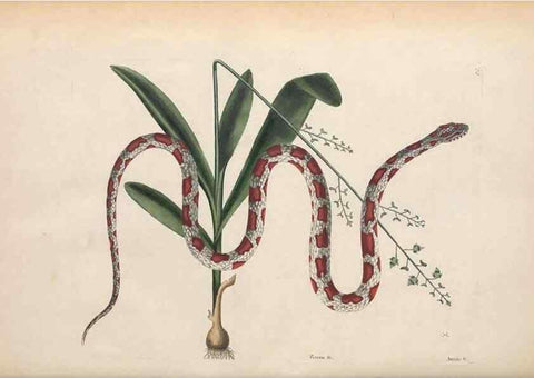 Reproducción/Reproduction 49456716193: The natural history of Carolina, Florida, and the Bahama Islands :. London :Printed for B. White,1771.. 