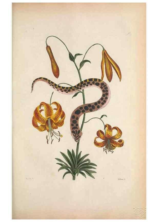 Reproducción/Reproduction 49457188646: The natural history of Carolina, Florida, and the Bahama Islands :. London :Printed for B. White,1771.. 