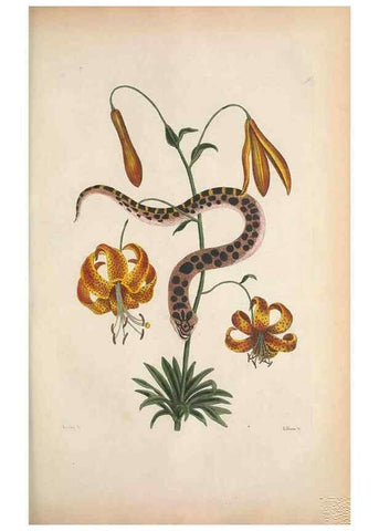 Reproducción/Reproduction 49457188646: The natural history of Carolina, Florida, and the Bahama Islands :. London :Printed for B. White,1771.. 