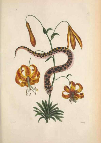 Reproducción/Reproduction 49457188646: The natural history of Carolina, Florida, and the Bahama Islands :. London :Printed for B. White,1771.. 