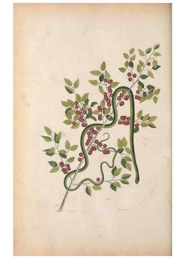 Reproducción/Reproduction 49457188926: The natural history of Carolina, Florida, and the Bahama Islands :. London :Printed for B. White,1771.. 