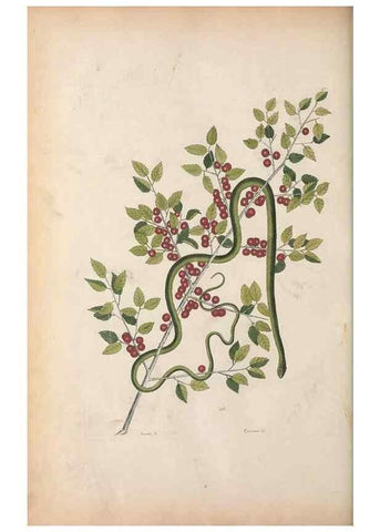 Reproducción/Reproduction 49457188926: The natural history of Carolina, Florida, and the Bahama Islands :. London :Printed for B. White,1771.. 