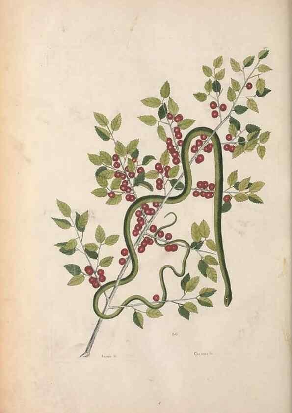 Reproducción/Reproduction 49457188926: The natural history of Carolina, Florida, and the Bahama Islands :. London :Printed for B. White,1771.. 
