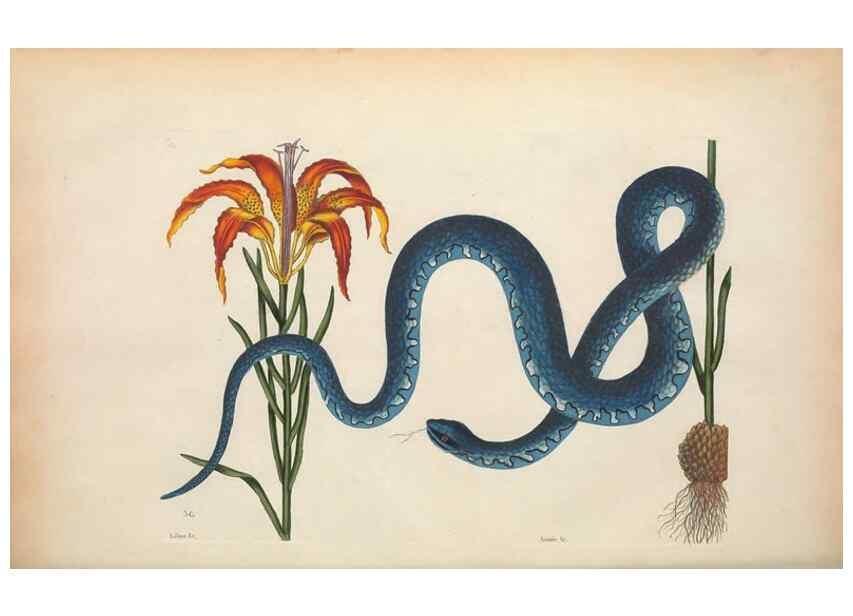 Reproducción/Reproduction 49457422707: The natural history of Carolina, Florida, and the Bahama Islands :. London :Printed for B. White,1771.. 
