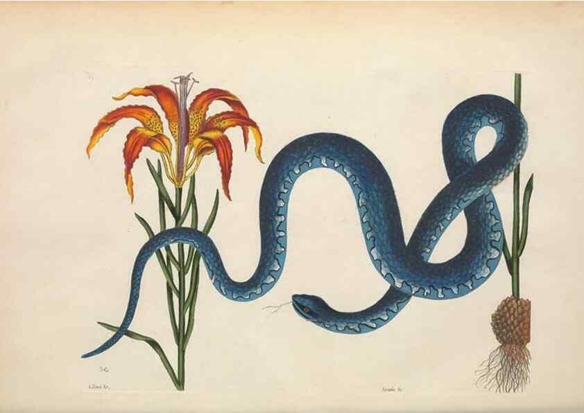 Reproducción/Reproduction 49457422707: The natural history of Carolina, Florida, and the Bahama Islands :. London :Printed for B. White,1771.. 