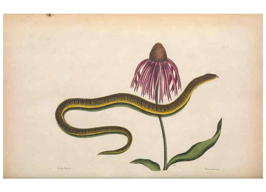 Reproducción/Reproduction 49457423067: The natural history of Carolina, Florida, and the Bahama Islands :. London :Printed for B. White,1771.. 