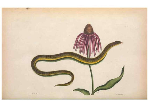 Reproducción/Reproduction 49457423067: The natural history of Carolina, Florida, and the Bahama Islands :. London :Printed for B. White,1771.. 