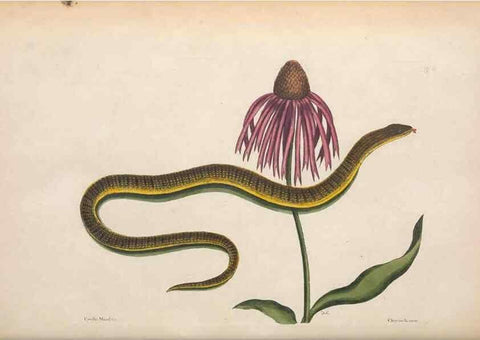 Reproducción/Reproduction 49457423067: The natural history of Carolina, Florida, and the Bahama Islands :. London :Printed for B. White,1771.. 