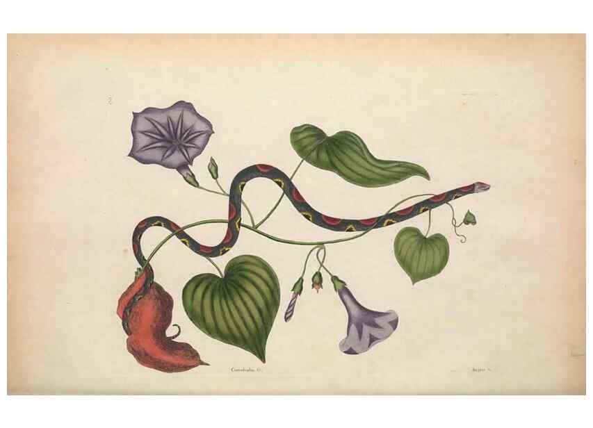 Reproducción/Reproduction 49457189746: The natural history of Carolina, Florida, and the Bahama Islands :. London :Printed for B. White,1771.. 