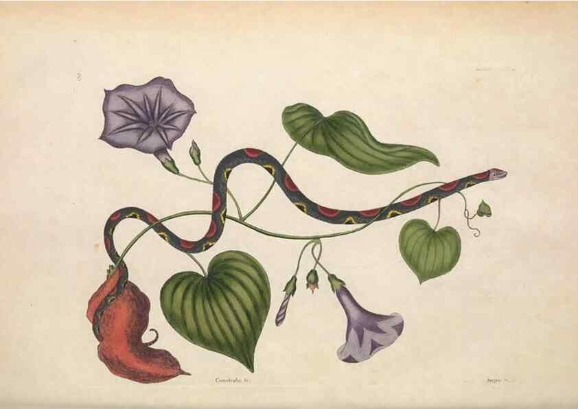 Reproducción/Reproduction 49457189746: The natural history of Carolina, Florida, and the Bahama Islands :. London :Printed for B. White,1771.. 
