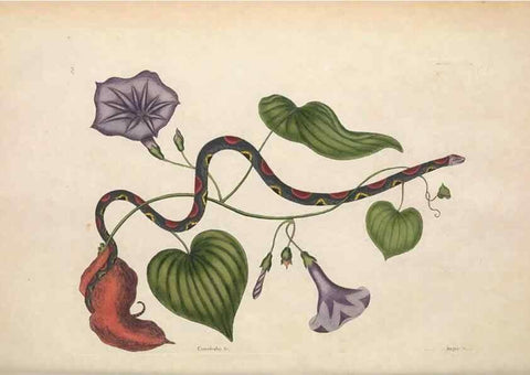 Reproducción/Reproduction 49457189746: The natural history of Carolina, Florida, and the Bahama Islands :. London :Printed for B. White,1771.. 