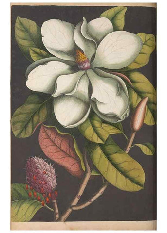 Reproducción/Reproduction 49456717988: The natural history of Carolina, Florida, and the Bahama Islands :. London :Printed for B. White,1771.. 