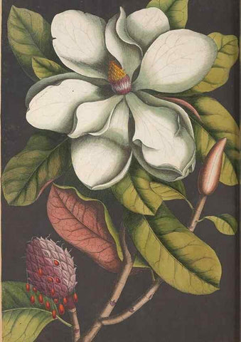 Reproducción/Reproduction 49456717988: The natural history of Carolina, Florida, and the Bahama Islands :. London :Printed for B. White,1771.. 