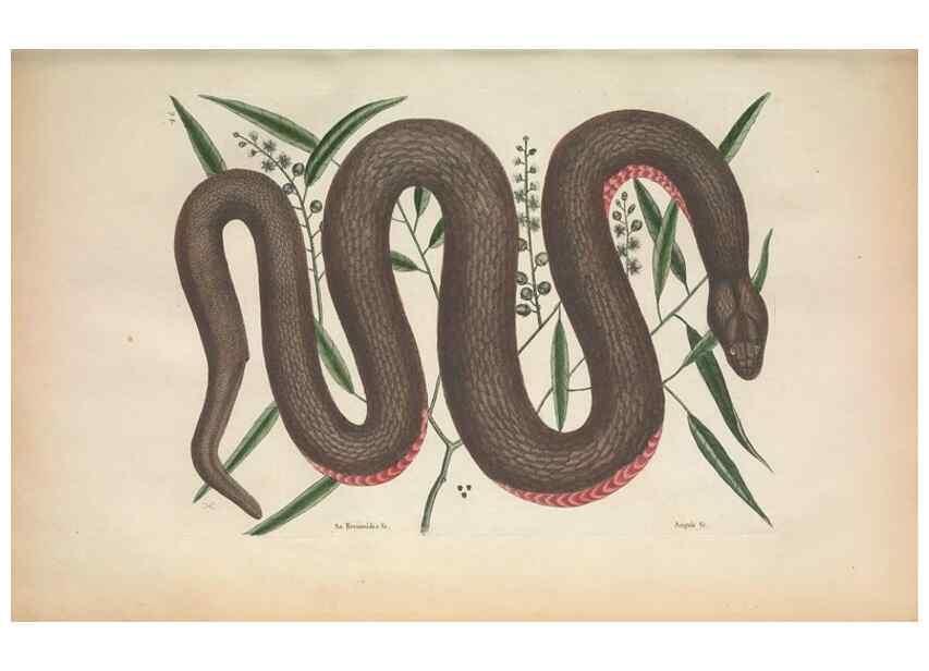 Reproducción/Reproduction 49457186136: The natural history of Carolina, Florida, and the Bahama Islands :. London :Printed for B. White,1771.. 
