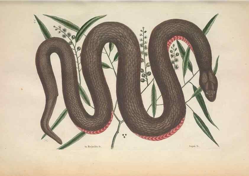 Reproducción/Reproduction 49457186136: The natural history of Carolina, Florida, and the Bahama Islands :. London :Printed for B. White,1771.. 