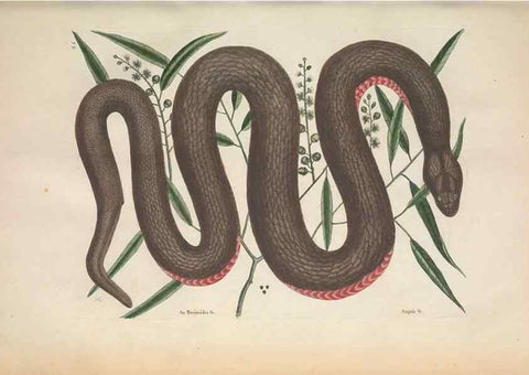 Reproducción/Reproduction 49457186136: The natural history of Carolina, Florida, and the Bahama Islands :. London :Printed for B. White,1771.. 