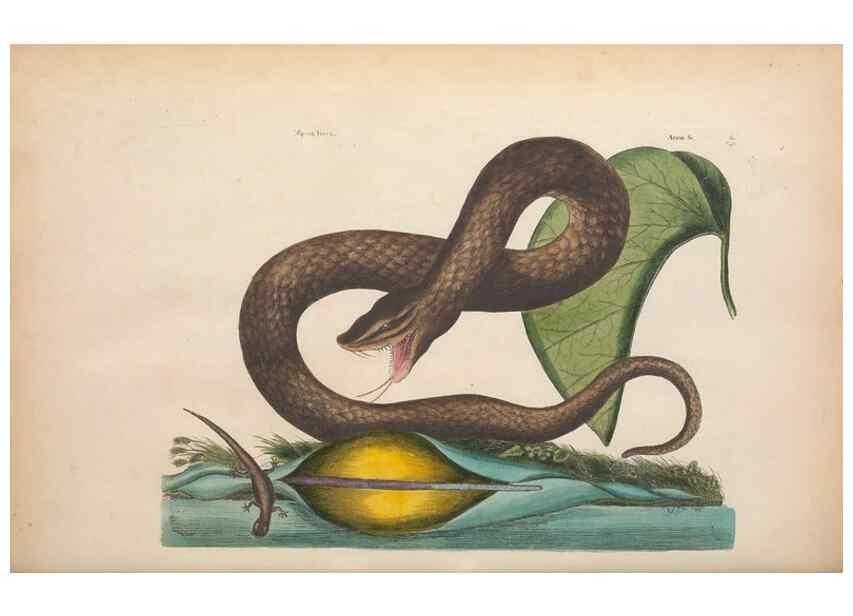 Reproducción/Reproduction 49457185836: The natural history of Carolina, Florida, and the Bahama Islands :. London :Printed for B. White,1771.. 
