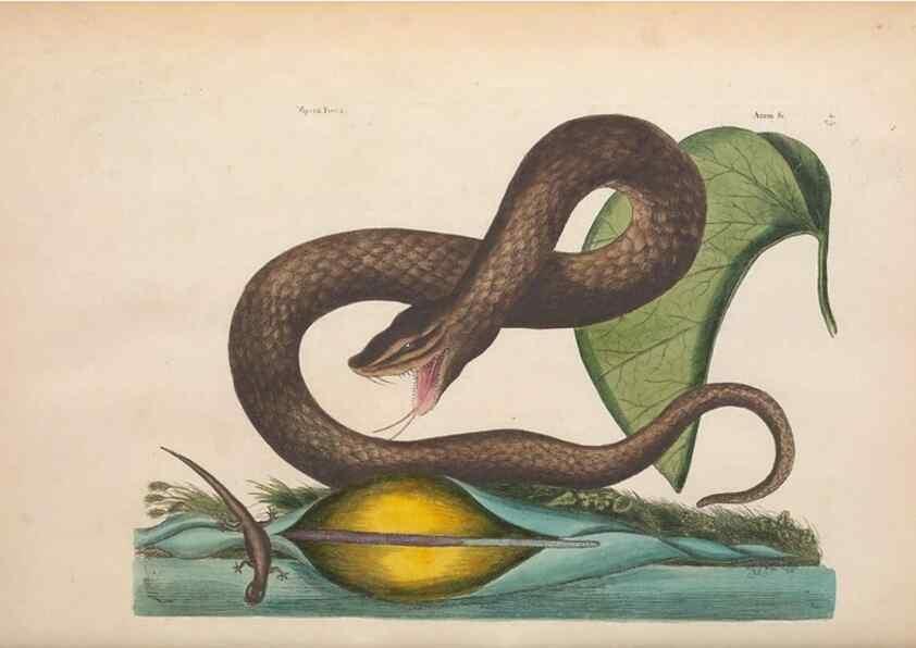 Reproducción/Reproduction 49457185836: The natural history of Carolina, Florida, and the Bahama Islands :. London :Printed for B. White,1771.. 