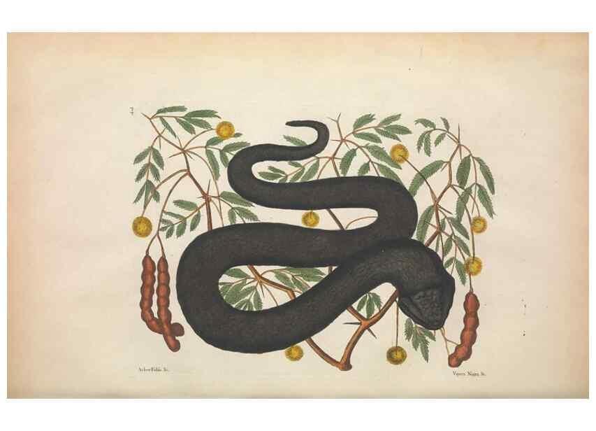 Reproducción/Reproduction 49457418837: The natural history of Carolina, Florida, and the Bahama Islands :. London :Printed for B. White,1771.. 