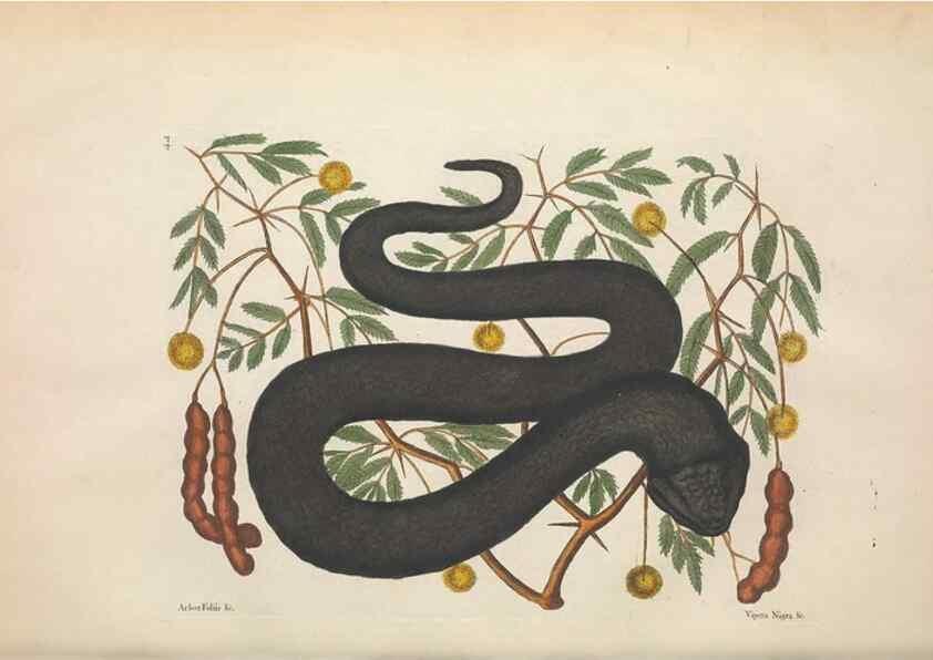 Reproducción/Reproduction 49457418837: The natural history of Carolina, Florida, and the Bahama Islands :. London :Printed for B. White,1771.. 